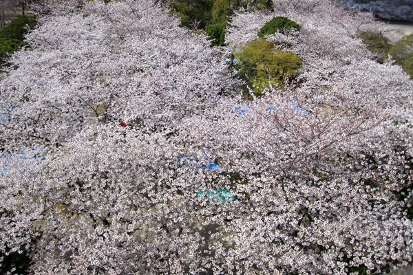桜の絶景